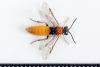 Dolerus aericeps